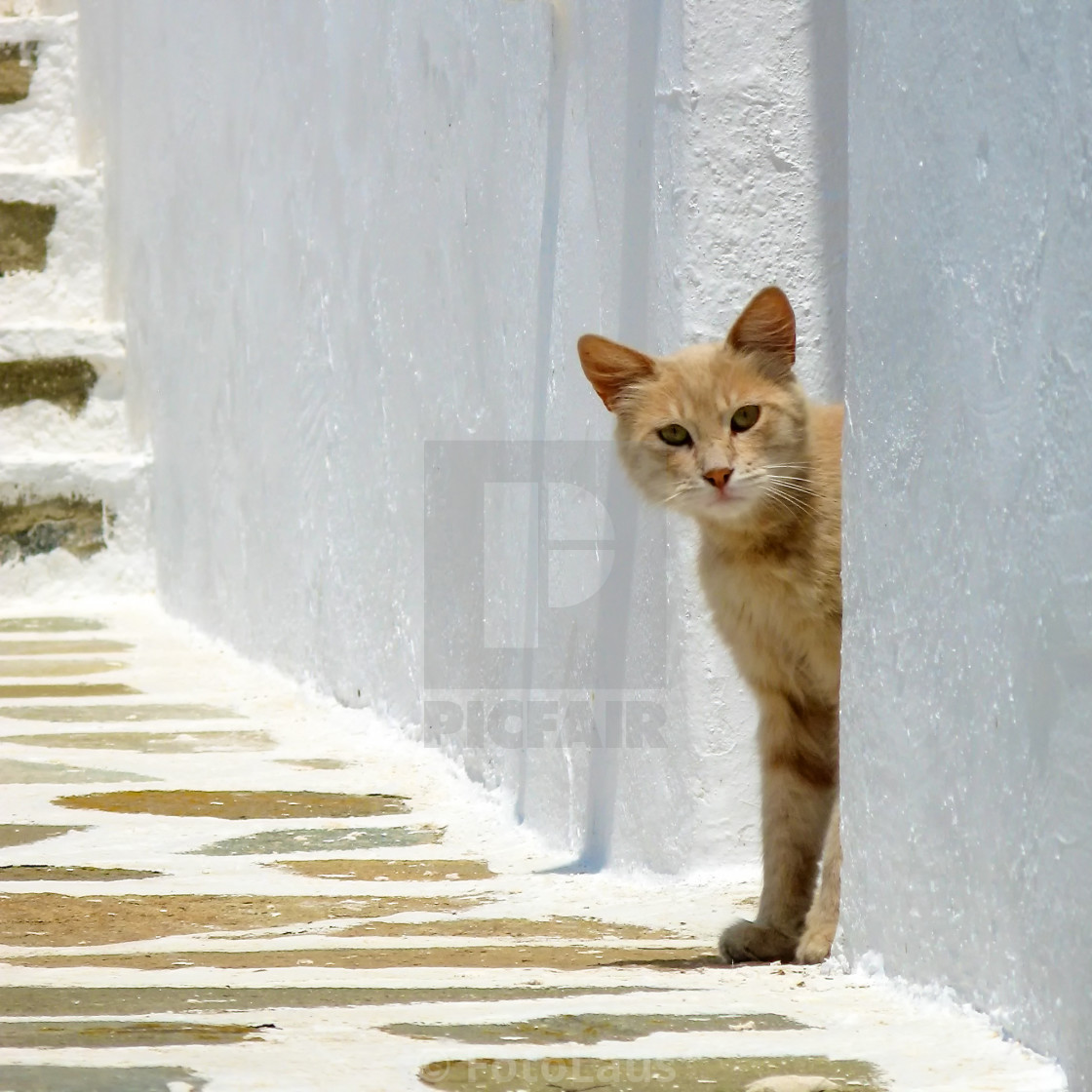 Cat looks around a corner License, download or print for £7.44